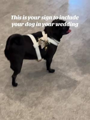 Core memories ✨  #pug #pugsoftiktok #blackpug #pugslife #pugpuppy #pugtok #dogsofttiktok #ocpug #fyp #pugs #puglife #weddingpug 