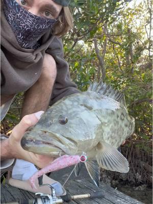 Feins been out Recently👣🌾🐟 #fish#fishing#snook#snookfishing#tarpon#tarponfishing#gaggrouper