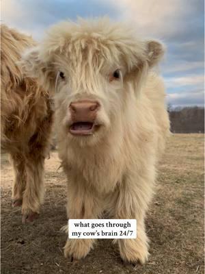 everyone needs a mini cow #foryourpage #fypageシ #viralvideo #highlandcow #cowsoftiktok #animalsoftiktok #PetsOfTikTok #cutenessoverloaded #cutebaby #animallover #countrygirl #adorable 