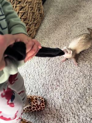 Who won?? #tuna#tunahaul#ferret#ferretsoftiktok#ferrettok#pets#fyp#foryou#foryoupage#animaltok#dogtok#cattok#babytok#toddler#momtok#momlife#dogsoftiktok#funnyanimals#funnypets#animalvoiceovers#voiceover#southerngirl#PetsOfTikTok#zoo#Home#house#clothes#wildlife#wildliferehab#georgia#southgeorgia #baby#toddler#momhack 