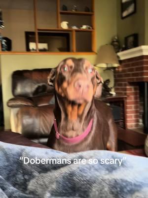 mine is needy as hell #doberman #reddoberman #dobermanpinscher 