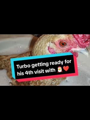 This will be the 4th visit to Santa for my boy! ❤️ #fyp #PetsOfTikTok #chickensoftiktok #roostersoftiktok #chicktok #turbo #turbotherooster #roosterboy #roosterboytotherescue 