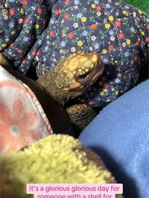 That’s ok Mom - I’ll be an indoor tortoise. 😴 Sending you & yours happy day o’ rest vibes from us & ours.  🐢 #redfoottortoise  #sleepypuppy  #dayofrest  #sundayvibes  #sheshed  #shesperfect  #tortoiselife  #animalcommunication