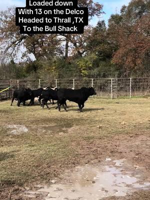 Loaded down.. 🤠❤️🐂 #ranchlife #roughstockwearco #sunday #buckingbulls #bullriding #texas #smalltownliving #roughstocklife #westerninfluencer #rodeolife #countryliving #bullriders #viral #bossbabe #roughstockwife #