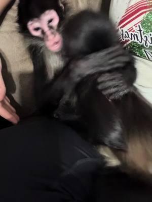 I just love their bond. #fyppppppppppppppppppppppp #foryou #fypシ゚viral #foryoupage #foryoupageofficiall #foryour #foru #fypage #monkey #monkeys #monkeysoftiktok #spidermonkey #spidermonkeys #spidermonkeysoftiktok #monkeybaby #monkeyface #monkeylover #brothers #BestFriends 