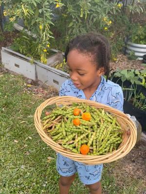 Let’s harvest some peas 🫛@Xo Ania @Frisnel Augustin #harvesting #peasharvest #homegrown #gardening #homegarden #organic #raisedgardenbed #gardentok #peas #peppergarden #pepperharvest 