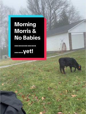 Morning, morris, and no babies……yet!! #woollyranch #farm #farmlife #sheep #sheepfarmer #sheepfarm #lambingseason #lambing 