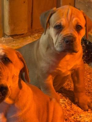 🌟 Choose Authentic Boerboels for your next furry family member! 🐾❤️  Our puppies display great genetics and are raised with a focus on health, ensuring you bring home a loyal and loving companion. When it comes to choosing a pet, authenticity matters! 🏡✨ #boerboel #southafricanboerboel #mastiff #puppy #pets #share #fyp 