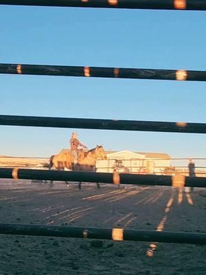 Second day working on Biscuit, still has attitude #rockinkhorses #biscuit #buckskinhorse #buckskinmare #problemhorse #horsetraining #roundpen #roundpentraining #roundpenwork #SpringervilleAZ #Arizona #azhorselife #random #randomvideo #FNX #FNXelite #fnxfit #fnxambassador #hygainfeeds 