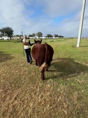 Conway is lookin good #fyp #influencer #showcattle #keepinitcountry #showlife #viralvideo #cattle #conway #westernfashion #showday #slay 