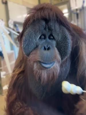 Just a #birthdayboy enjoying his #birthday cake pops. 🎂🍡 Join us in wishing Azy the orangutan a happy 47th birthday! 🥳🦧 Our keepers celebrated his special day with a Winter Wonderland themed party with mashed potato cake pops, ice cakes, whipped cream snowflakes and a banner. Happy Birthday Azy!  🎥 by Primate Keepers Olivia, Jessica & Kaeli #happybirthday #birthday #orangutan #primate #primatesoftiktok #indyzoo #zookeeper #birthdayparty #birthdaycake #icecake #cakepops #treats #47thbirthday #ape 