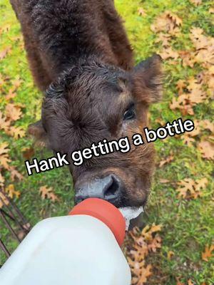 He gets so excited when he sees his bottle lol #bottlefed #bottlefedcalf #calf #calves #bullcalf #cattlefarm #farmlife #cow #cows #cowsoftiktok #pastureraised #pasturepuppy #cowgirls #cowgirl #fy 