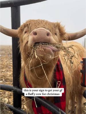 yes, he has a christmas scarf #foryourpage #viralvideo #fypageシ #christmas #highlandcow #cowsoftiktok #animalsoftiktok #giftideas #Relationship #PetsOfTikTok #cutenessoverloaded #animallover #girlfriend #minicow #christmaswishlist 