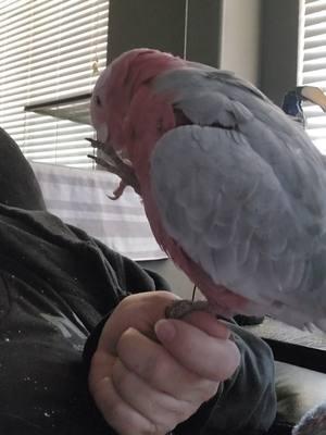 Parrot culture is very forgiving. 😆💗#fyp #bonded #christmas #galah #galahcockatoo #galahsoftiktok #cockatoo #cockatoosoftiktok #rosebreastedcockatoo #birdsoftiktok #bird #birdtok #parrot #parrotsoftiktok #birds #feet 