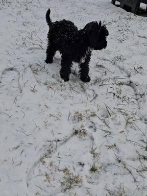 First real snowfall of the season! #snow #firstsnow #mountainmaryland #westernmaryland #maryland #winter #morkiesoftiktok #morkiepoo 