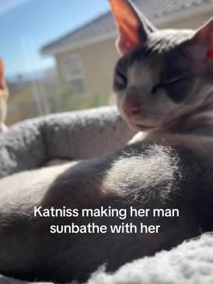 Its katnisses world we just live in it  #sphynxmom #sphynxcat #sphynxaddiction #babysphynxcats #MomsofTikTok #cats #us #usa #calicosphynxcat #sphynx #elf #hairlesscat #hairlesspet 