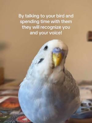 #foryou #budgie #budgiesoftiktok #animalsoftiktok #parakeetsoftiktok #parrotsoftiktok #foryoupage #fyp #birds #birdsoftiktok #animals #parakeets #budgies #parrot 