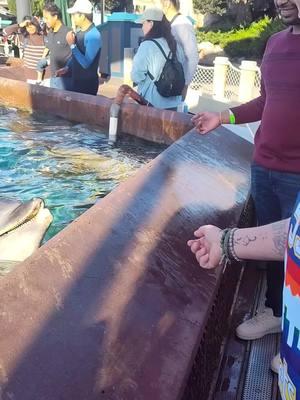 @Barbara Johnson #dolphinconnection #seaworldsandiego #sandiegolife #dolphinencounters #beautifulexperience❤ #lesbiancouple #sealife #protecttheoceananditswildlife 