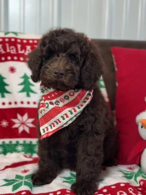 No cameras please. 🤣 #deercreeklabradoodles #minilabradoodle #doodlepuppy #doodlepuppies #labradoodle #labradoodlepuppy #labradoodles #labradoodlepuppies #christmas #christmastiktok #christmaspuppy #puppyforchristmas #puppytiktok #puppytok #puppiesoftiktok #dogsoftiktok #puppygram #puppydog #doodledogs #doodlepup 