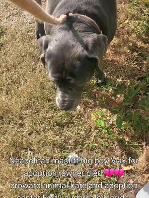 please help Max! Broward Animal Care and Adoption Center Fort Lauderdale Florida #shelterlife #rescueme #rescueme #adoptdontshop #shelterdog #mastiff #neopolitanmastiff 