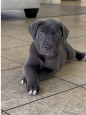 #babydoggy #canecorso #canecorsopuppies #canecorsotok #canecorosoitaliano #guarddog #thecorsofamily #fypシ 