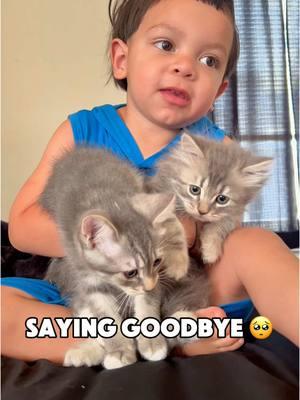 Watching my toddler say goodbye to our kittens as they go to their forever homes 🥹💕 It’s the sweetest and saddest thing all at once. The little “bye-bye” melts my heart! Anyone else’s kid get attached to foster pets or litters? #momlife #toddlerlife #toddlermom #kittengoodbye #cutetoddlermoment #fosterpets #toddlersayingbye #MomsofTikTok #parentingmoments #sweetmoments #kittensoftiktok #momtok #toddlersandpets #relatablemom #fyp #toddlerlife #toddlersoftiktok 