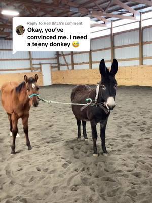 Replying to @Hell Bitch #horsetraining #horses #horsetrainersoftiktok #donkey #horsetrainer #colstarting #coltstarter #bzthorsetraining #bzthorses 