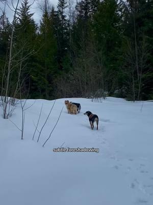 Duke is only slightly uncoordinated #australianshepherd #redmerle #winter 