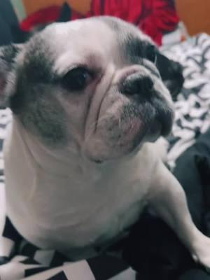 Not paris giving me that look 😂😂 #havingfun #frenchbulldog #frenchiesoftiktok #bopitchallenge #funnyvideo #bored #frenchielife #frenchies #trending 