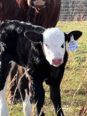 Love that chrome 😍 #simmental #heifercalf #calvingseason #justranchin #southernmo #drover