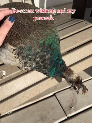 #CapCut #peacock #farm #farmlife #farmbaby #farmwife #lazycanner #destress #peace #calm 