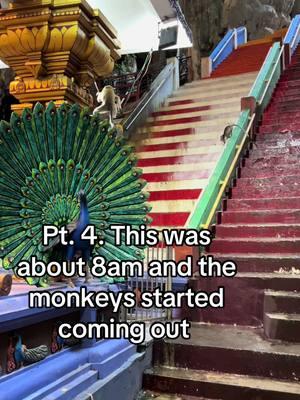 The monkeys may have been my favorite part of the visit. We arrived around 7am and saw only a few far away. As the morning faded more and more monkeys appeared and approached us. #malaysia #kualalumpur #batucaves #travel #traveltiktoks #hindutemple #over40 #over50 