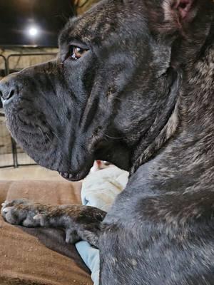 and she was 🥰 #canecorso #italianmastiff #mastiff #salmoncreekcanecorso #dogs #corso #pnwdogs #bigdogs #dogsoftiktok #PetsOfTikTok #foryourpage #fyp #foryou #pnw #canecorsopuppy #puppy 