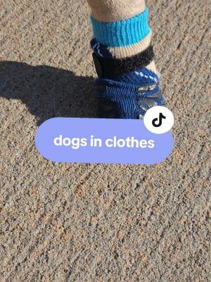 dogs in clothes are only an issue when the clothing is impeding their ability to move or if the person dressing them is not treating their dog as a dog and even then the clothing isn't really the issue! #dog #dogs #dogsoftiktok #dogtok #bullymutt #reactivedog 