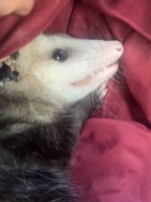 Merry Christmahanukwanzica! #zarigüeya #OpossumNation #animallover #opossumsbeingcute #festivus #fyp #christmas #holidays #festivusfortherestofus #opossum 