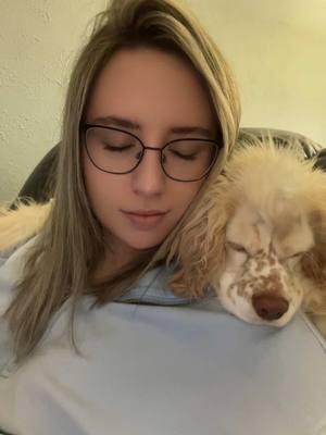 My baby Dragon Hank 🧡 #hank #sleepingdragon#babydragon #cockerspaniel #cockerspanielsoftiktok #cockerspanielpuppy #pets #cutepuppy #sleepypuppy #freckles #dogsofttiktok #doglover #relaxing #puppy 