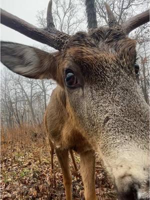 Up close and personsl. #whitetail #deer #wildlife #wildlifephotography #urbanwildlife #midwestwhitetail #urbandeer #antleraddict 