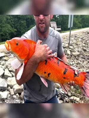 We caught a Million Dollar Fish!!!! 🙌😳 #fypシ #fishing #koi #carp #fypviral 