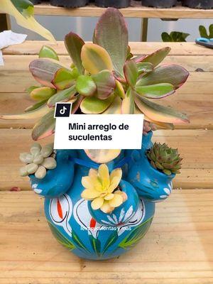 Mi arreglo de suculentas  . . #plantasdeinterior #ivetsuculentasymas #cactus #suculents 