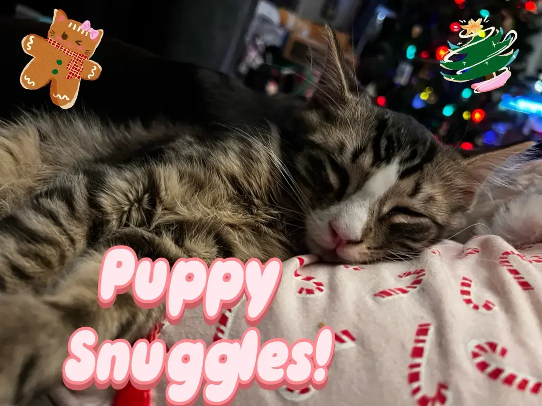 The teenage mutant ninja turtle kittens have a hard time staying away from our Havanese, Hasha. They just adore her, and love to snuggle whenever they can! #fosterkittens #adoptdontshop #fostercatsoftiktok #teenagemutantninjaturtles #ahomefortheholidays #donatello #catswiththumbs #polydactylcat #happypawlidays #havanese 