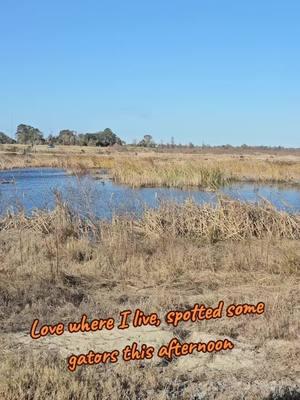 #sunday #gators #southernliving #marshland #fyp 