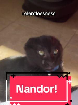 natural instincts #nandor #nandorthecat #nandortherelentless #cattok #catsoftiktok  