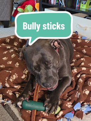 Your dog wants a bully stick because it’s a delicious, long-lasting chew that satisfies their natural urge to chew while keeping them happily entertained. Which gives YOU a break.  #dogmomlife #dogenrichment #dogsoftiktok #superchewer #pittiesoftiktok #bigdogsoftiktok #bfcmhappypawlidays #bfcmdeckthepaws  #holidayhaulpawfectpicks #treatyourself #treasurefind #giftguide  #tiktokshopblackfriday #winterfinds #tiktokshopcybermonday #tiktokshopholidayhaul #stockingstuffers #giftideas #holidaygifts #holidaygiftideas #christmasgifts #christmasgiftideas #tiktokshopcreatorpicks #spotlightfinds 