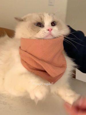 Don’t mess with Bennett when he’s hangry… and DON’T change his bibs | Dressing my ragdoll cat for dinner  #hangry #angrycat #funnycats #funnycat #catswithattitude #ragdoll #ragdollcat #ragdollcats #C#CatsC#CatMomragdoll#ragdolllcat #catinabib#catinabibng #catFood#CatFoodicizeyourlife#romanticizeyourlifeanticizingmylife#romanticizingmylifees#cozyvibesktok #catLovers#CatLovers #petFeeding#PetFeeding#f#feedingtimeD#DailyCatcatCare#CatCare#CatTokversClub #whatifeedmycat#whatifeedmycat #catFeedingAsmr#CatFeedingAsmrtine#CatFeedingRoutinetfoodforcats #felineNutrition#FelineNutritiondrecipe ##catMom#c#catloversclubbestFoodsForCats#BestFoodsForCatsnity#RawFeedingCommunityentCreator #fyp #explore#Explorepage #catFyp#CatFypedcat #spoiledcats#spoiledcats#catfoodcatmomlife 