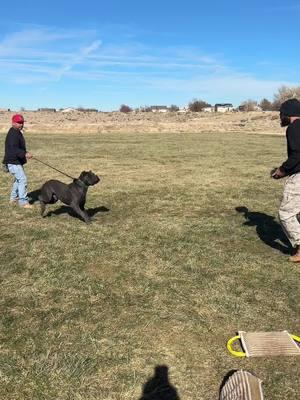 Melow is learning wach session and each day is progress thank you to our dog trainer @Mr. Grinch for working with us #canecorso #canecorsoforlife #fyp #doglover #PetsOfTikTok #bigdogsoftiktok #canecorsooftiktok #cane #canecorsoitaliano #dogsoftiktok #workingdog #biteworktraining #bitework #bigdog #DogTraining #workingcanecorso 