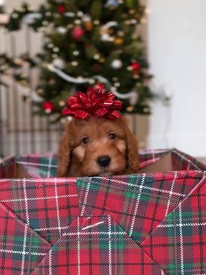 I love you just because… ❤️ #ohchristmasdog #christmasiscoming #puppychristmas #goldenpuppy #puppy #puptok #cutepuppyvideo #puppiesontiktok #pettiktok 