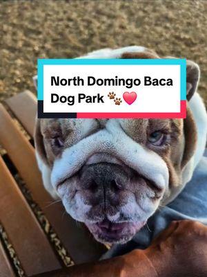 We love going to this dog park 🐾❤️😋💯💜🇺🇸#dogdaddiaries #bulldog #englishbulldog #dogdad #dogsoftiktok #englishbulldogmoments #foryoupage #fypシ #baloo #ruxin #dogsoftiktok #thankful #foryoupage #fypシ #trending 