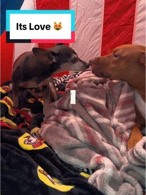 As Pipers health declines Bentleys empathy for him increases.  They have become an inseparable bonded pair.  #capcut #pipertheminpin #dogdaddy #dogdad #piperstong #minpinsoftiktok #minpins #minpin #frostedface #minpinsoftiktok💕 #dogsoftiktok #minaturepincher #seniordogsoftiktok #dogdementia #agingdog #frostedfaces #dogs #dogsnamedpiper #blinddogsoftiktok #CapCut #bondedpair 