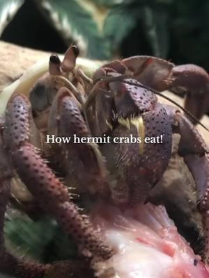 Cuties #hermitcrabs #hermitcrab #nature #animals #ocean #food #pets 