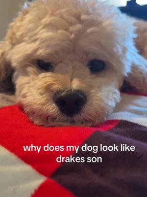 #fyp #drake #adonis #lookalike #doggo 